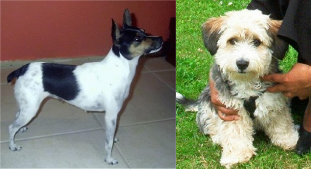 Yo-Chon vs Miniature Fox Terrier - Breed Comparison