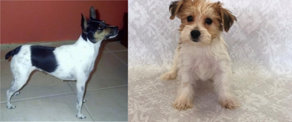 Yochon vs Miniature Fox Terrier - Breed Comparison