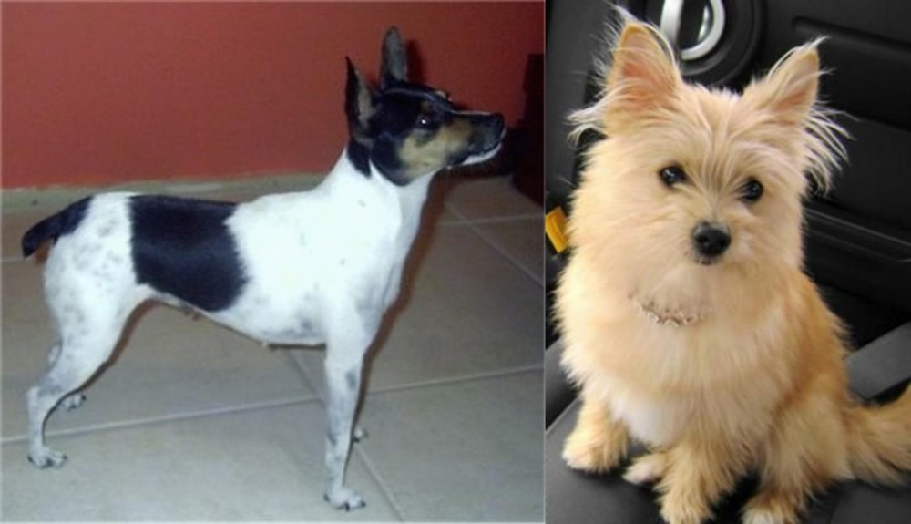 Yoranian vs Miniature Fox Terrier - Breed Comparison