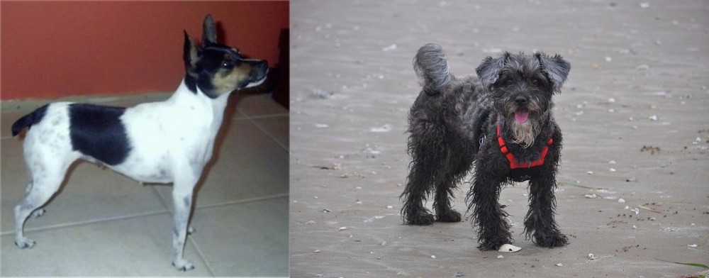 YorkiePoo vs Miniature Fox Terrier - Breed Comparison