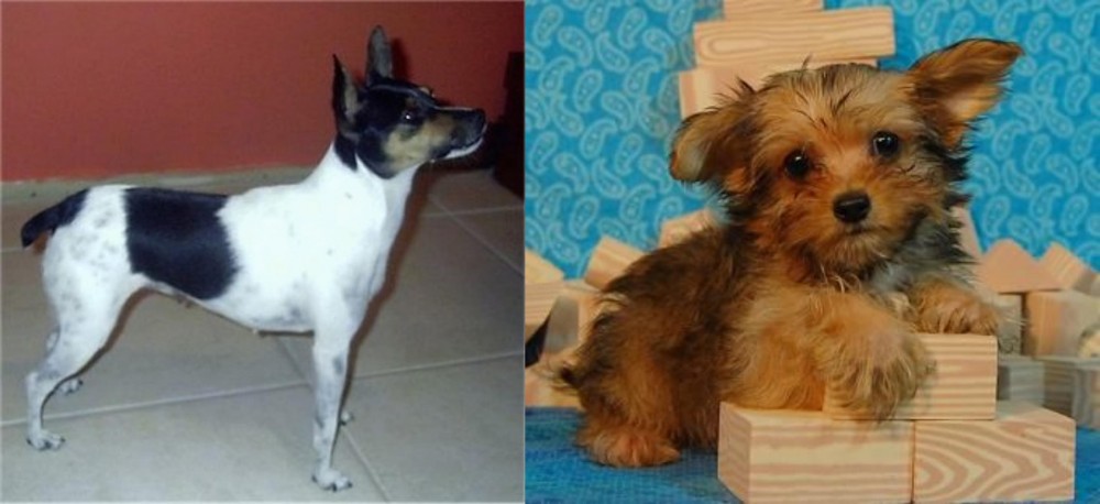 Yorkillon vs Miniature Fox Terrier - Breed Comparison