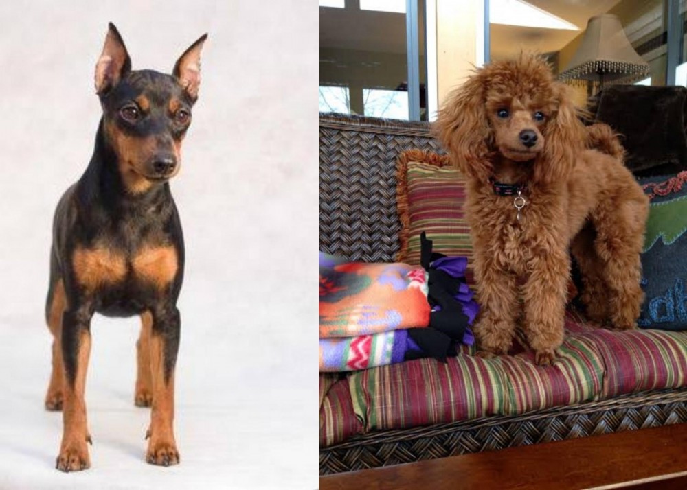 Miniature Poodle vs Miniature Pinscher - Breed Comparison