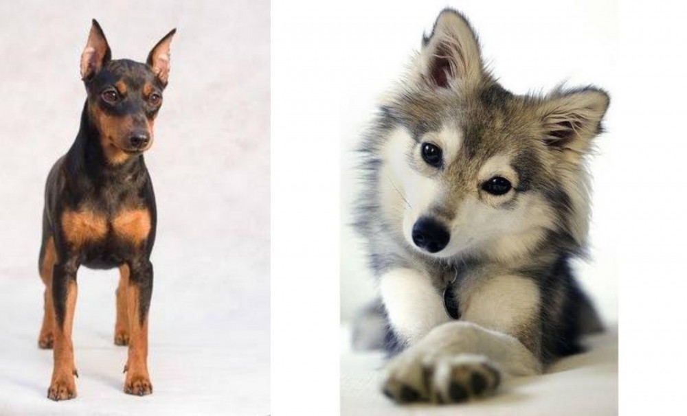 Miniature Siberian Husky vs Miniature Pinscher - Breed Comparison