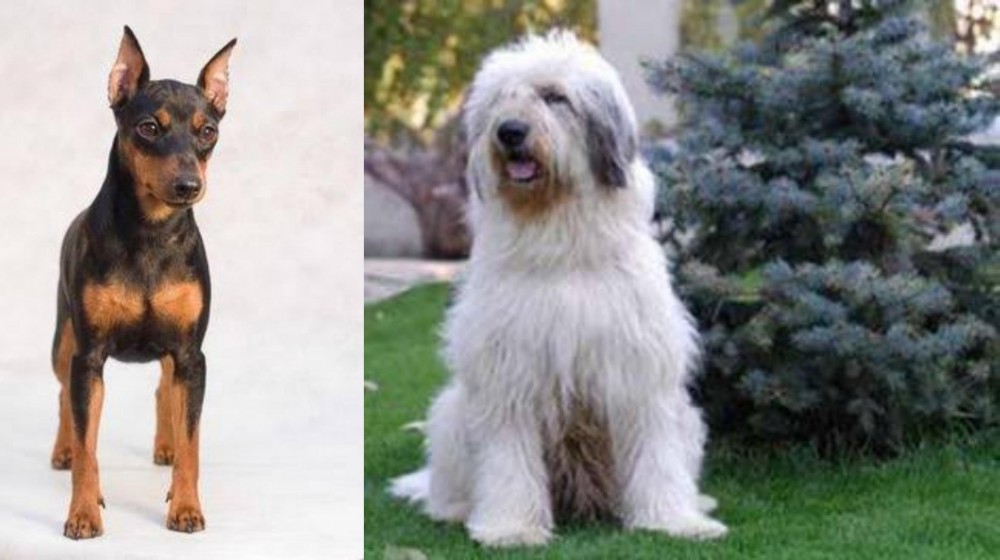 Mioritic Sheepdog vs Miniature Pinscher - Breed Comparison