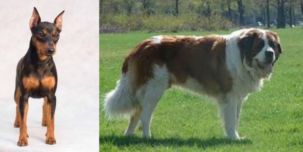 Moscow Watchdog vs Miniature Pinscher - Breed Comparison