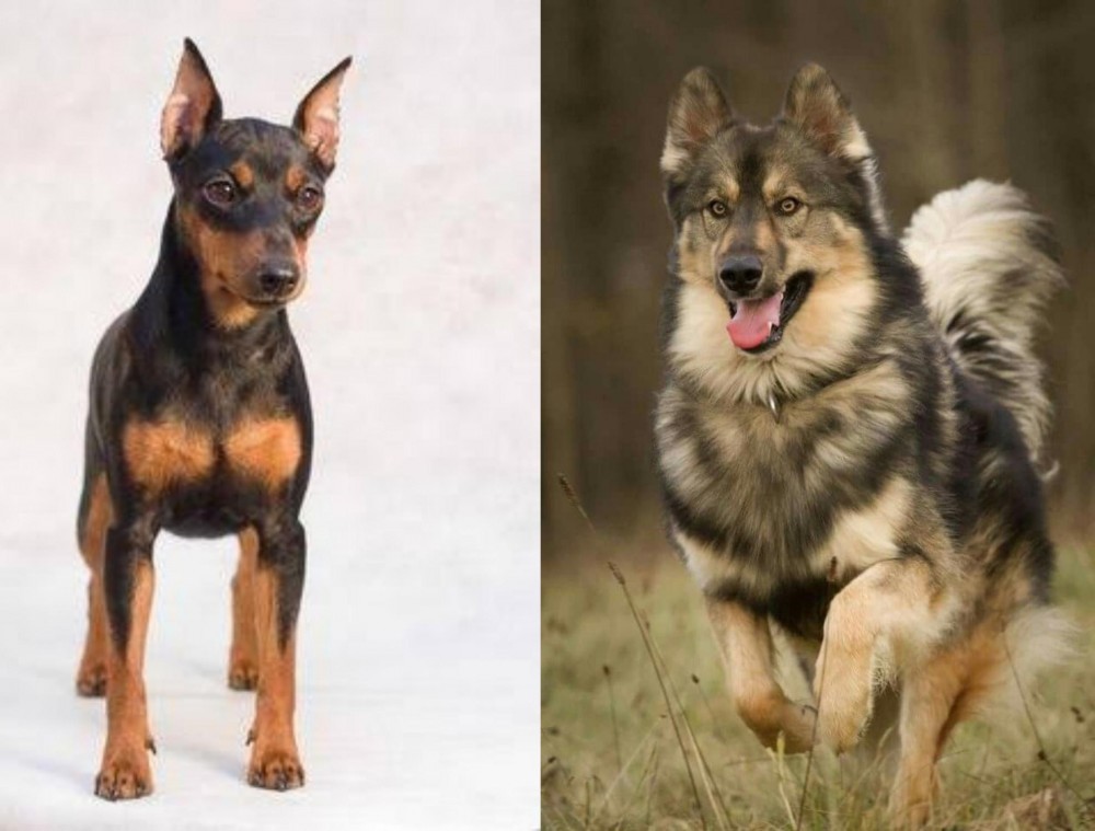 Native American Indian Dog vs Miniature Pinscher - Breed Comparison