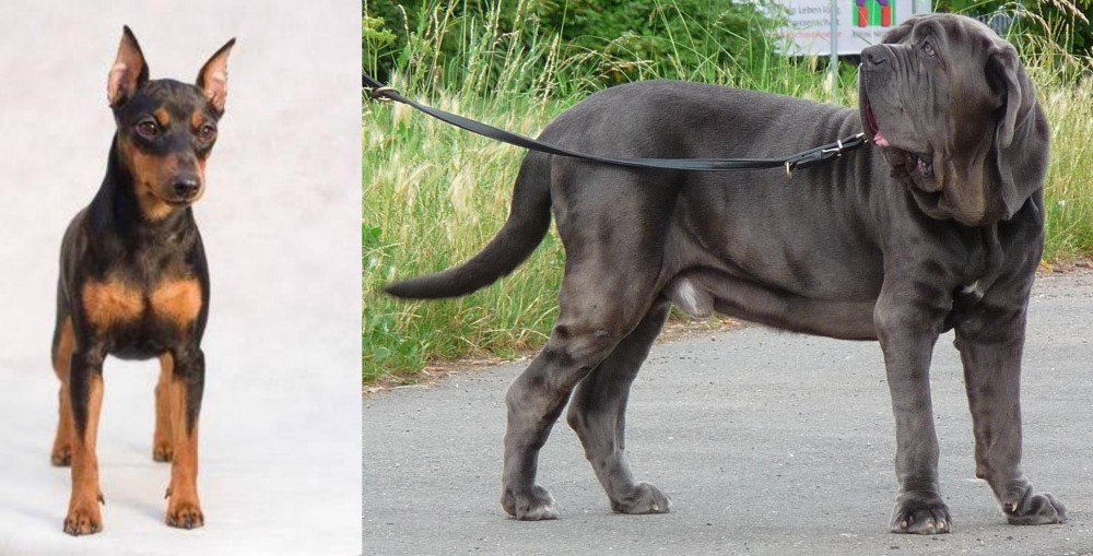 Neapolitan Mastiff vs Miniature Pinscher - Breed Comparison