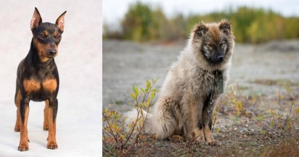 Nenets Herding Laika vs Miniature Pinscher - Breed Comparison