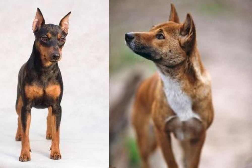 New Guinea Singing Dog vs Miniature Pinscher - Breed Comparison