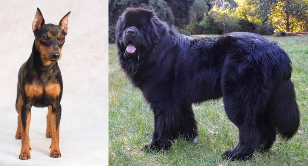Newfoundland Dog vs Miniature Pinscher - Breed Comparison