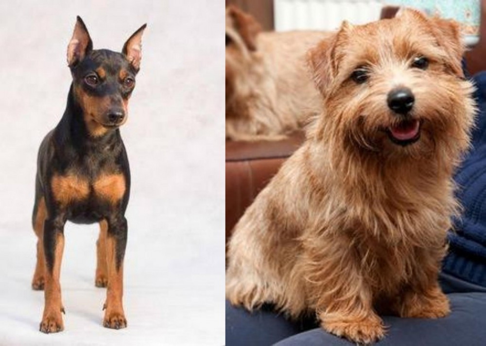Norfolk Terrier vs Miniature Pinscher - Breed Comparison