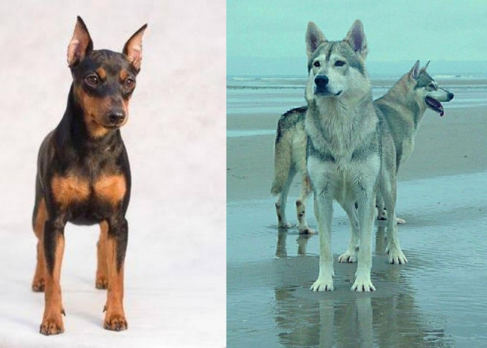 Northern Inuit Dog vs Miniature Pinscher - Breed Comparison