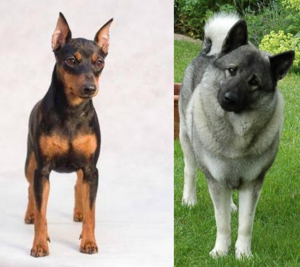 Norwegian Elkhound vs Miniature Pinscher - Breed Comparison
