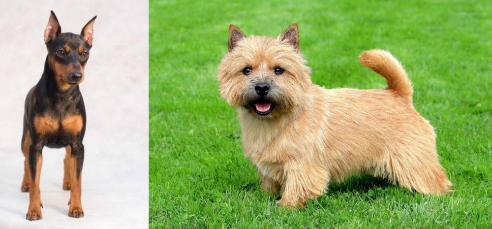Norwich Terrier vs Miniature Pinscher - Breed Comparison