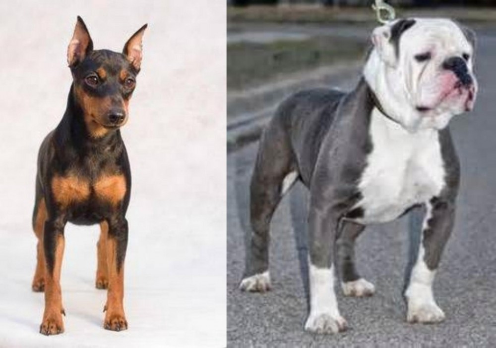 Old English Bulldog vs Miniature Pinscher - Breed Comparison