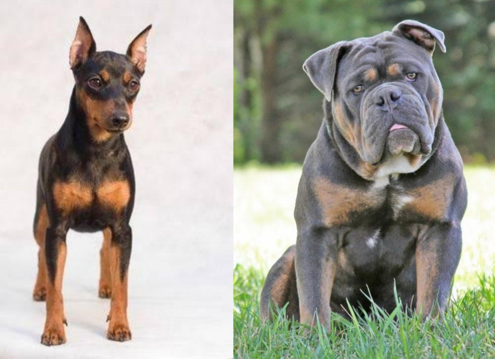 Olde English Bulldogge vs Miniature Pinscher - Breed Comparison