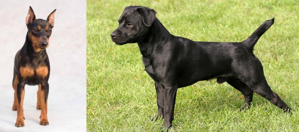 Patterdale Terrier vs Miniature Pinscher - Breed Comparison