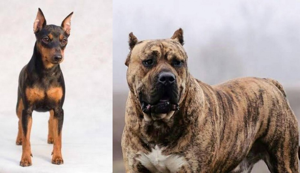 Perro de Presa Canario vs Miniature Pinscher - Breed Comparison