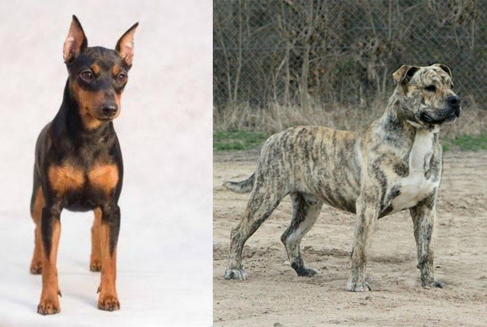 Perro de Presa Mallorquin vs Miniature Pinscher - Breed Comparison