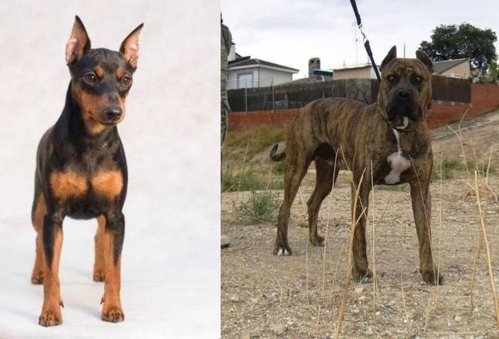 Perro de Toro vs Miniature Pinscher - Breed Comparison