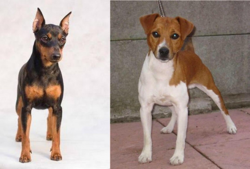 Plummer Terrier vs Miniature Pinscher - Breed Comparison