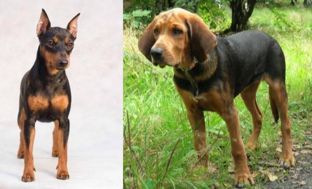 Polish Hound vs Miniature Pinscher - Breed Comparison
