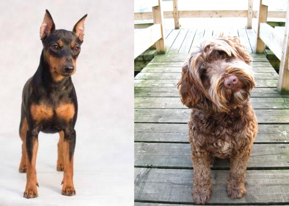 Portuguese Water Dog vs Miniature Pinscher - Breed Comparison