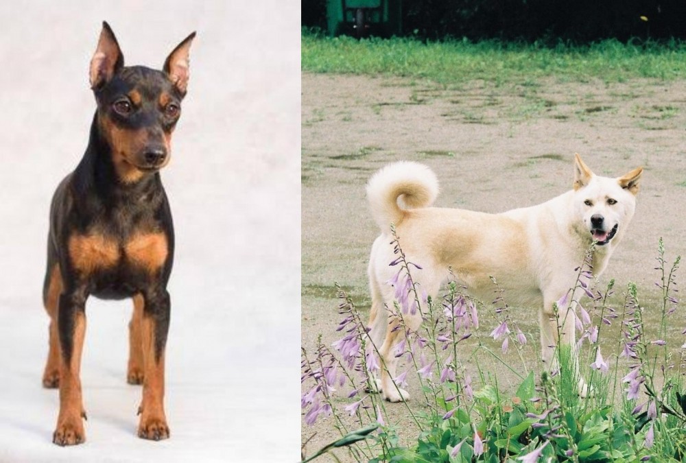 Pungsan Dog vs Miniature Pinscher - Breed Comparison