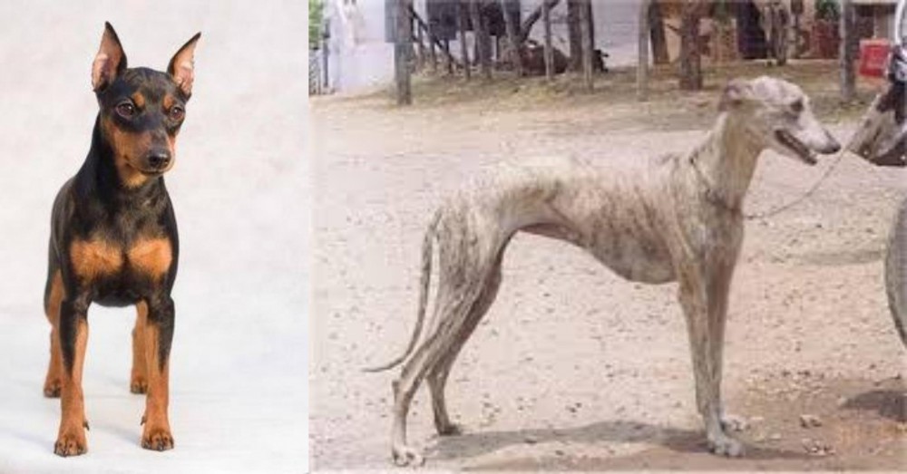 Rampur Greyhound vs Miniature Pinscher - Breed Comparison
