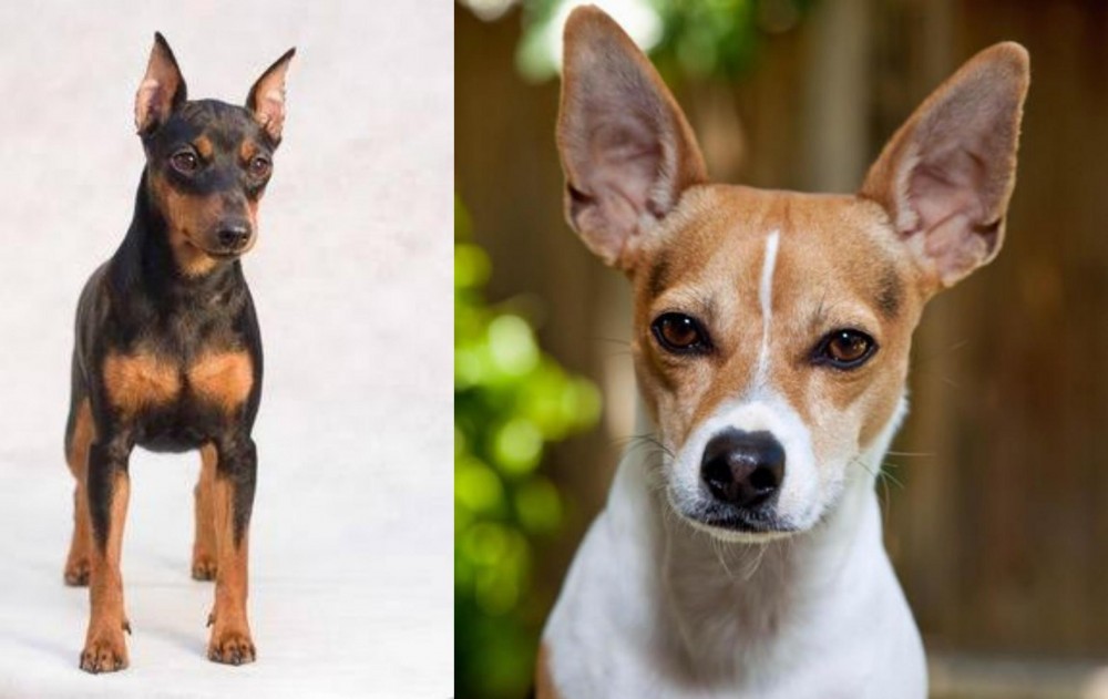 Rat Terrier vs Miniature Pinscher - Breed Comparison