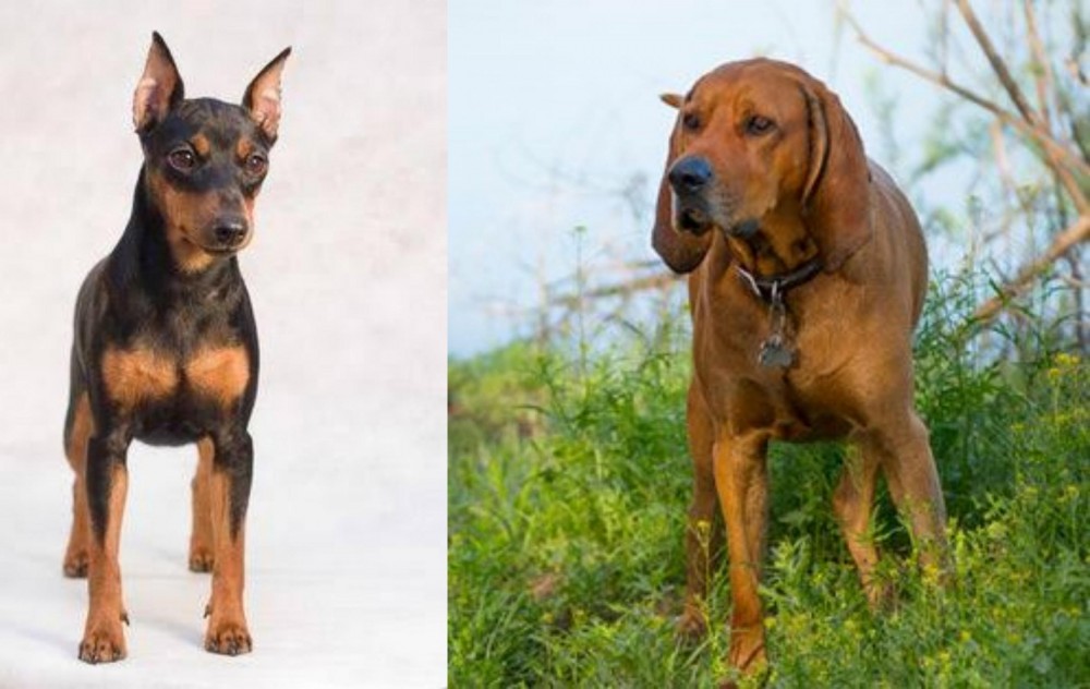 Redbone Coonhound vs Miniature Pinscher - Breed Comparison