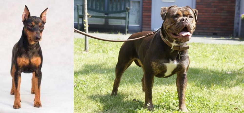 Renascence Bulldogge vs Miniature Pinscher - Breed Comparison