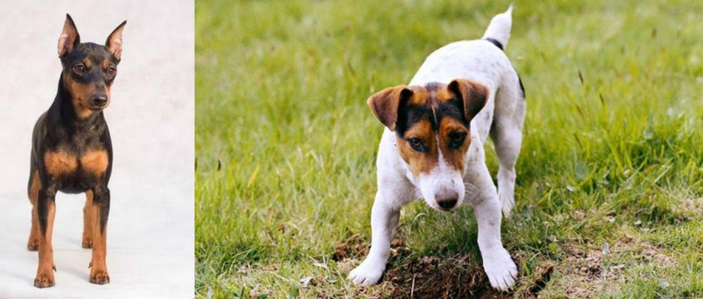 Russell Terrier vs Miniature Pinscher - Breed Comparison