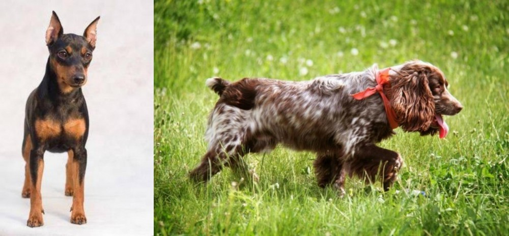 Russian Spaniel vs Miniature Pinscher - Breed Comparison