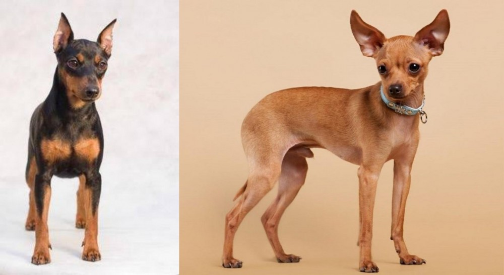 Russian Toy Terrier vs Miniature Pinscher - Breed Comparison