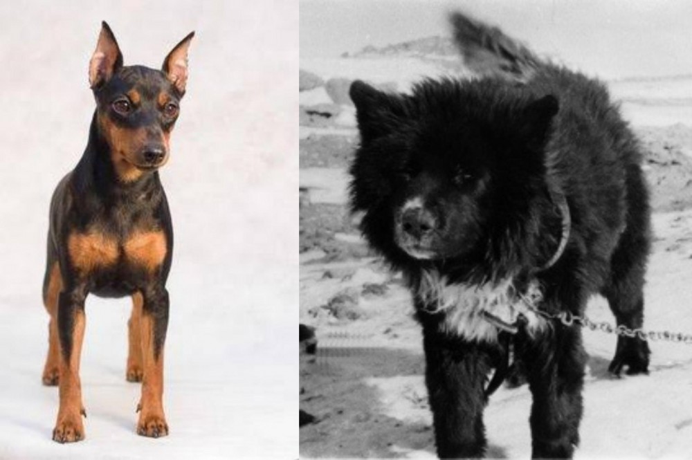 Sakhalin Husky vs Miniature Pinscher - Breed Comparison