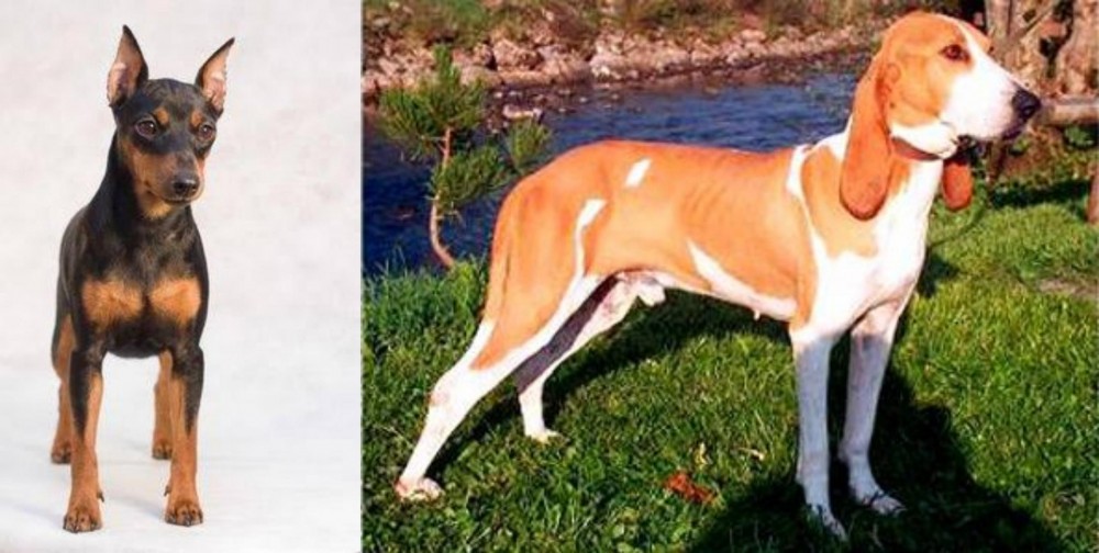 Schweizer Laufhund vs Miniature Pinscher - Breed Comparison