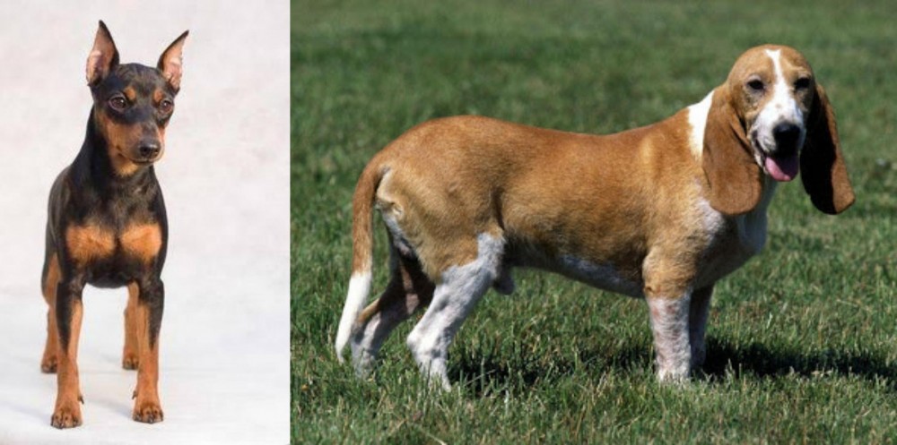 Schweizer Niederlaufhund vs Miniature Pinscher - Breed Comparison