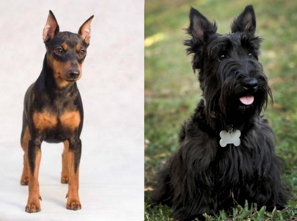Scoland Terrier vs Miniature Pinscher - Breed Comparison