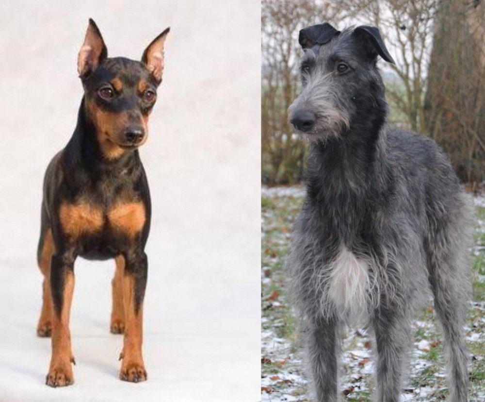 Scottish Deerhound vs Miniature Pinscher - Breed Comparison