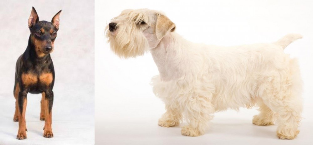 Sealyham Terrier vs Miniature Pinscher - Breed Comparison