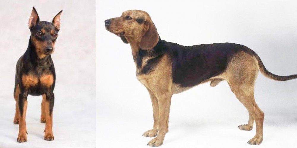 Serbian Hound vs Miniature Pinscher - Breed Comparison