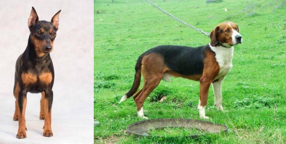 Serbian Tricolour Hound vs Miniature Pinscher - Breed Comparison