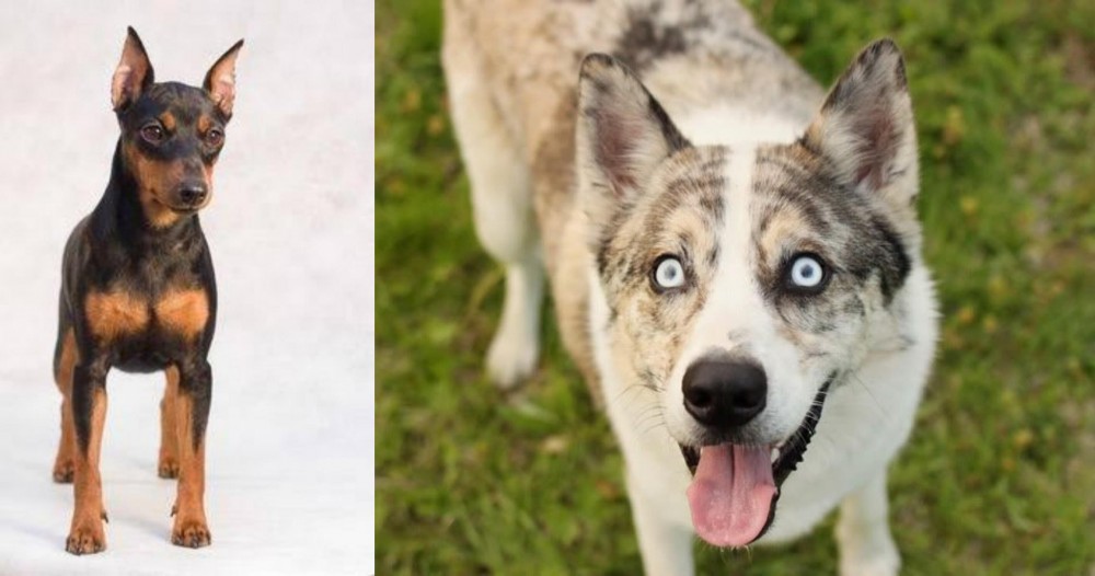 Shepherd Husky vs Miniature Pinscher - Breed Comparison