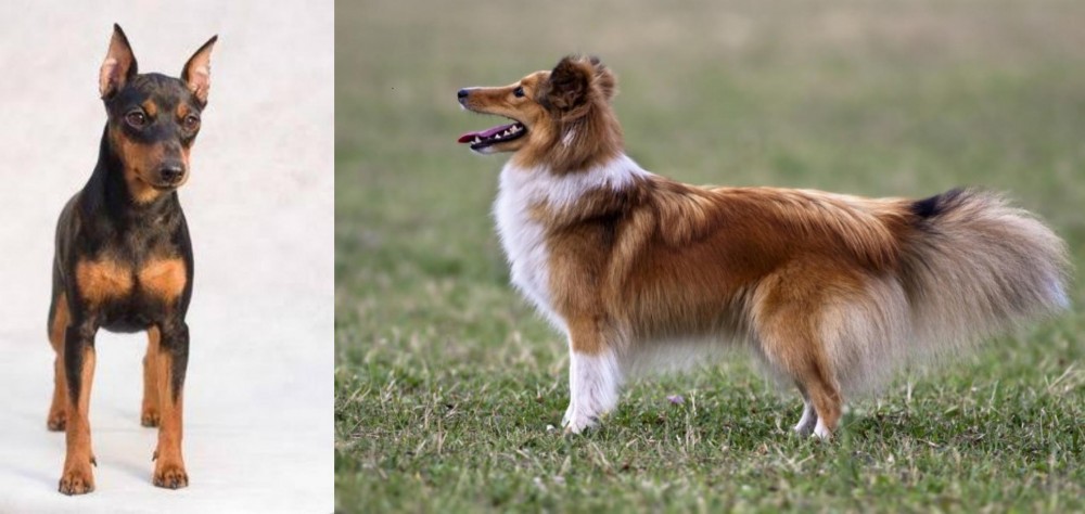 Shetland Sheepdog vs Miniature Pinscher - Breed Comparison
