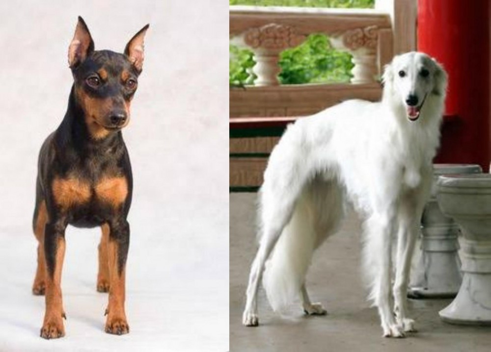 Silken Windhound vs Miniature Pinscher - Breed Comparison
