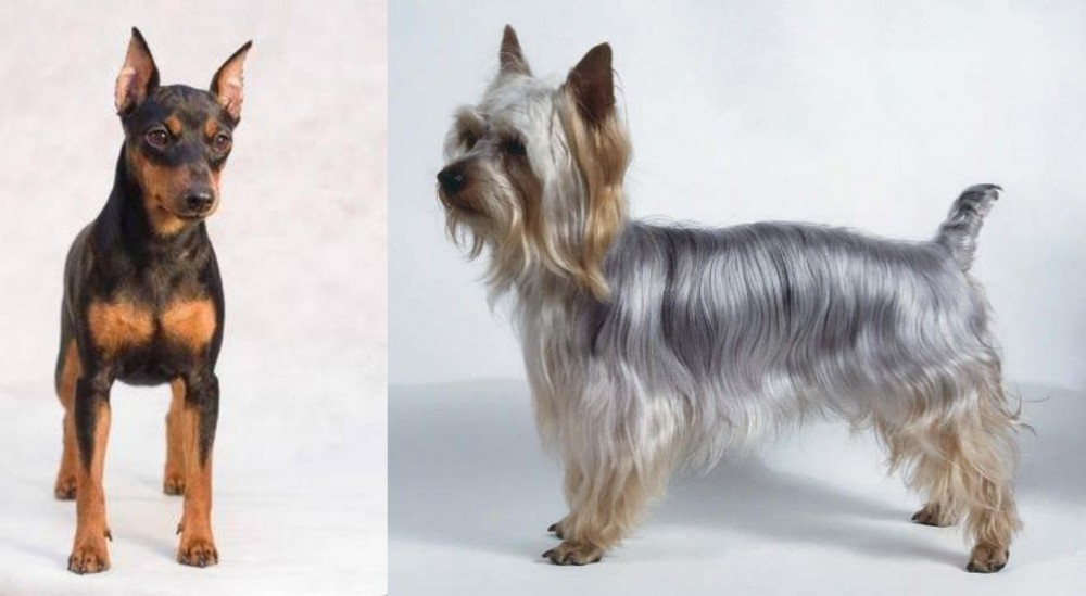 Silky Terrier vs Miniature Pinscher - Breed Comparison