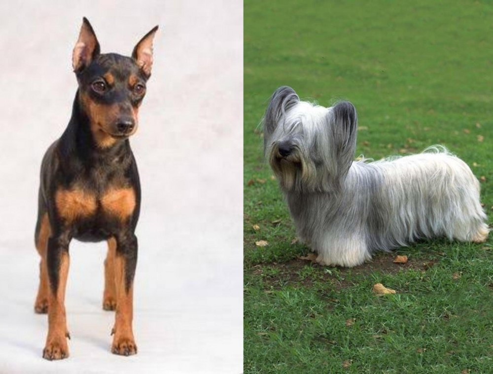 Skye Terrier vs Miniature Pinscher - Breed Comparison