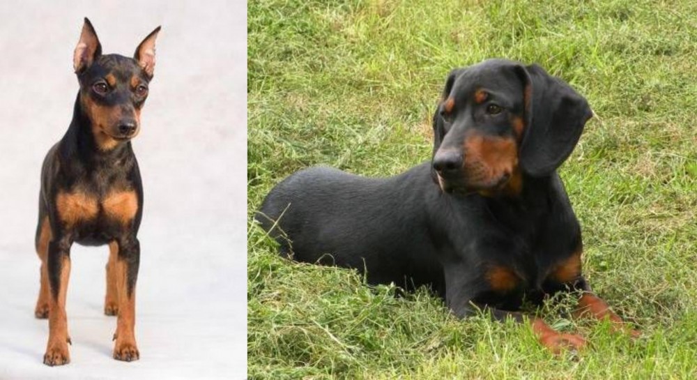 Slovakian Hound vs Miniature Pinscher - Breed Comparison