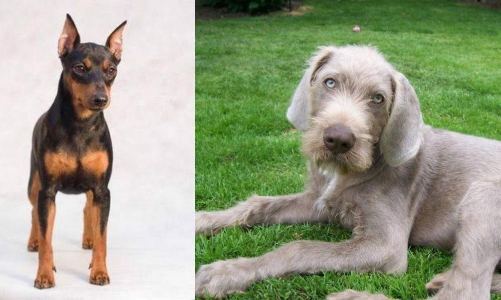 Slovakian Rough Haired Pointer vs Miniature Pinscher - Breed Comparison
